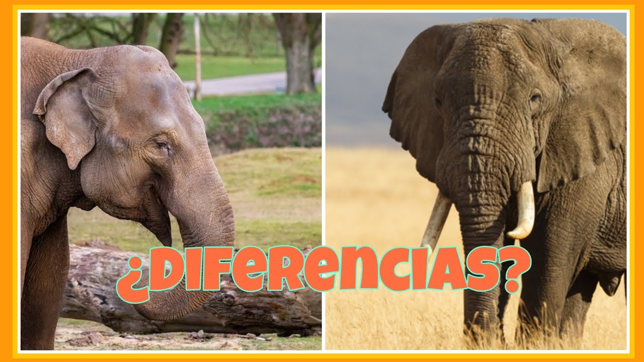 Diferencias entre el Elefante Africano y el Asiático - YouTube