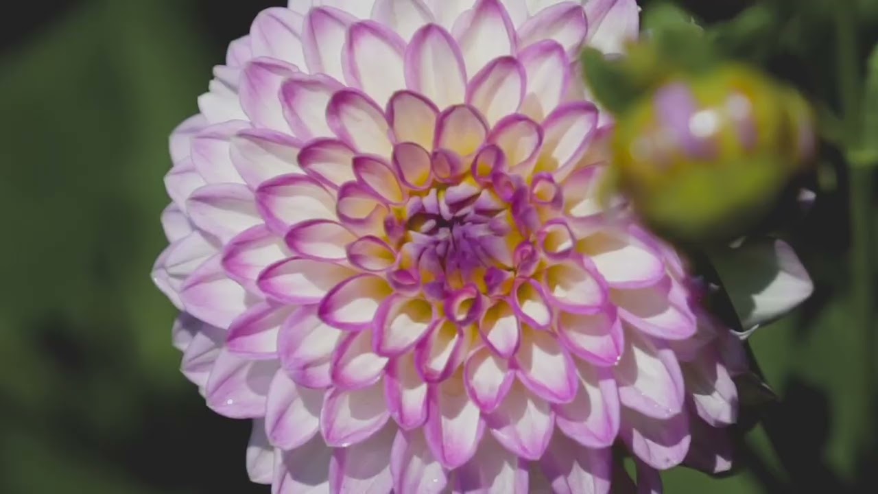 Parco Giardino Sigurtà: Offerta Speciale! Biglietti Scontati da 16€