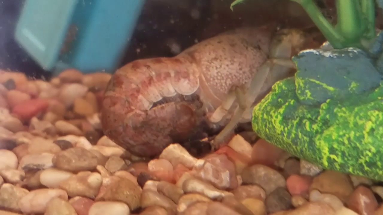 pregnant-crawfish-crawfish-aquarium-update-youtube