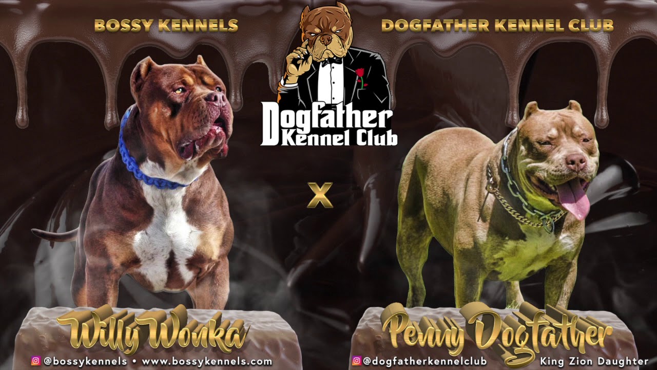Bossy Kennels 'Willy Wonka' x Dogfather Kennel Club 'Penny Dogfather' -  YouTube