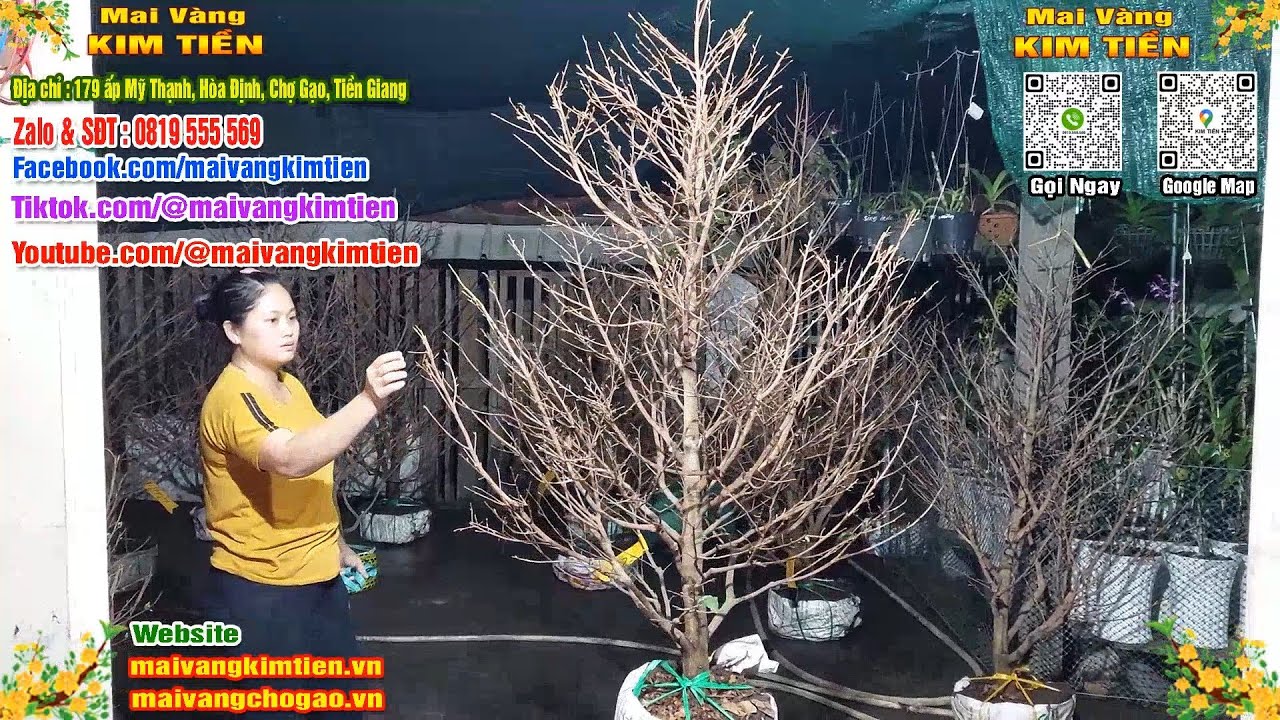 Mai Vàng Nhiều Nụ Đón Tết Bao Ship Toàn Quốc Giá Rẻ - Mai Vàng Kim Tiền Chợ Gạo
