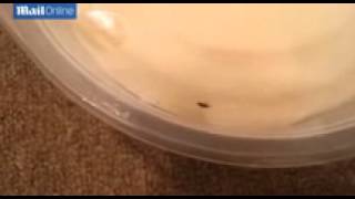 Live Fly Filmed Buzzing About In Sealed, Supermarket Mash