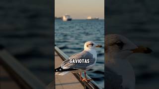 4 cosas que la mayoría de gente no sabe sobre las gaviotas #gaviota #gulls #seagulls