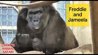 Baby Gorilla  Part 1 of 2 Jameela and Kayembe   #gorillas