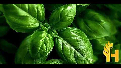 Basil prices latest, global prices today - 2022/2023