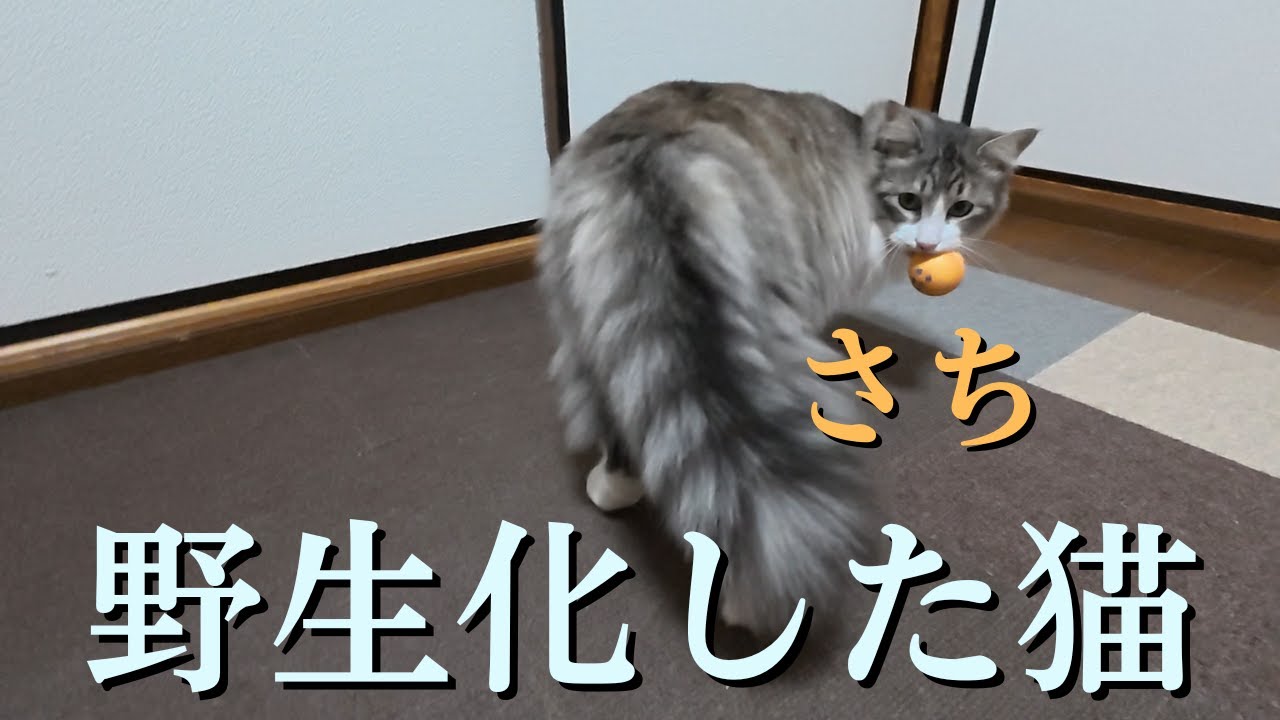 【野生化した猫】いつも甘えたの猫がボールをくわえると野生化して兄弟猫に唸りだしました
