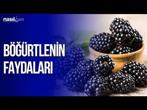 Video: Böğürtlen Ve Dut (12 Fotoğraf): Fark Nedir? Tadında Nasıl Farklılık Gösterirler? Görünümdeki Farklılıklar