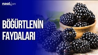 Böğürtlenin Mucizevi Faydaları