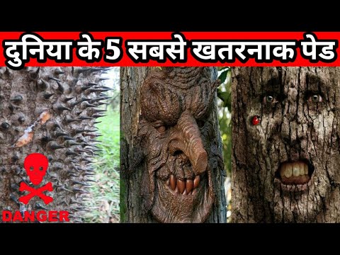 Duniya Ka Sabse Khatarnak Sex - à¤¦à¥à¤¨à¤¿à¤¯à¤¾ à¤•à¤¾ 5 à¤¸à¤¬à¤¸à¥‡ à¤œà¤¹à¤°à¥€à¤²à¤¾ à¤ªà¥‡à¤¡à¤¼ || duniya ke sabse khatarnak ped - YouTube