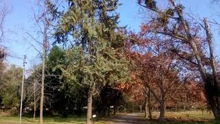 Lo Cañas árboles y aves en La Florida Chile