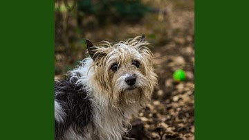 Pulsating Ambience for Calming Your Puppy