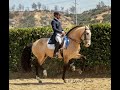 Andiamo 2005, Grand Prix Lusitano Stallion 70%