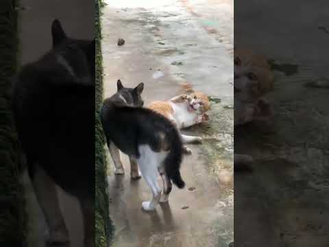 funny cat sound 😆😆😆😆 #shorts #shortsfeed #viral #cat #pet #animal