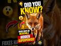 🦊 Foxes Have a Secret Superpower! 🤯 #shorts