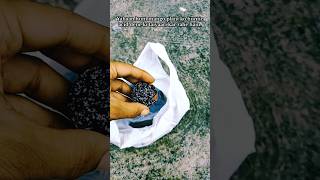Mango Plant Care – Humic Acid Watering | Growth Boost Tips #shorts