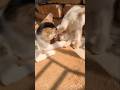 funny kitten 😺😅 #shortvideo #catlovers #ytshorts #shortsfeed #viralshort #cattleworld #funnycats