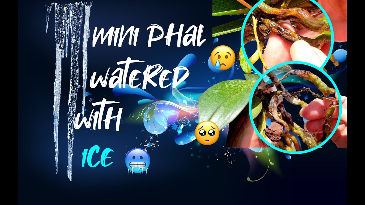 THIS is what ICE DAMAGE looks like on ROOTS | Transition to leca semi hydroponics 