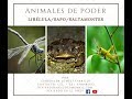 Animales de Poder: "Libélula, Sapo y Saltamontes"