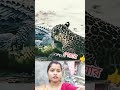 "মায়ের মমতার কাছে হার মানলো #WildLifeEncounter#MotherNaturePower#NatureFights#AnimalKingdom
