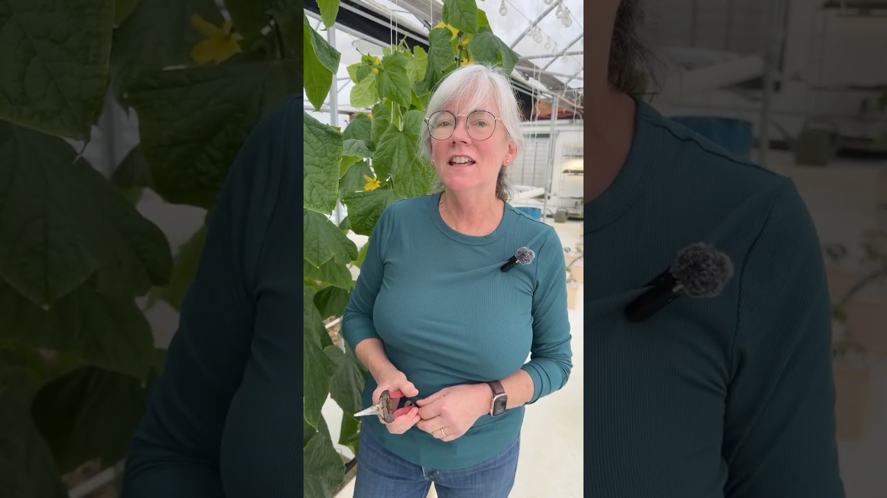 This One Cucumber Step Boosts Harvests 🥒#hydroponics #cucumbers #batobucket