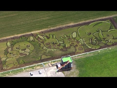 田んぼアート、７色の親子愛　旭川 （2016/07/06）北海道新聞