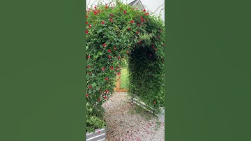 Cardinal Climber Cypress Vine #flowers #nature #garden #gardenplants#plant #climbing plant