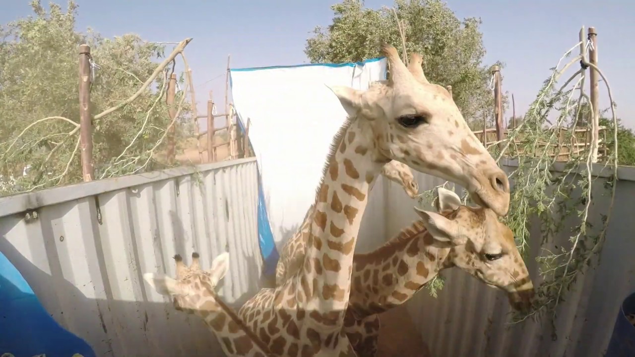 Operation Sahel Giraffe - Translocation