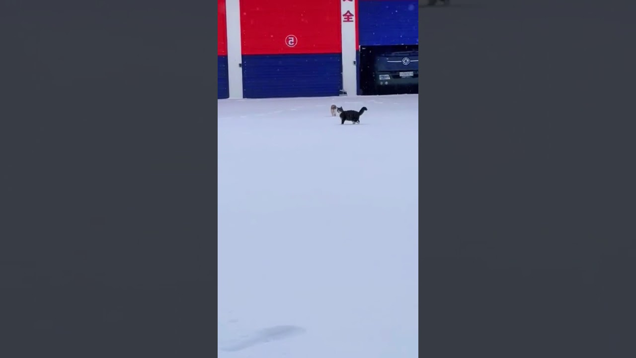 My Cat Is the Main Character  😂 😂 || 