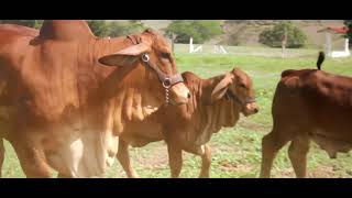 Hacienda El Cucharo Colombia Brahman cattle - English Video.