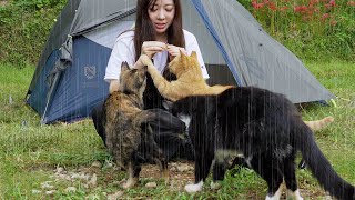 【保護猫30匹とキャンプ】雨の朝、お腹が空いた猫たちに包囲されました