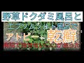 ただの雑草。野草のドクダミとエプソムソルト風呂の効果が凄くて○○が出なくなった