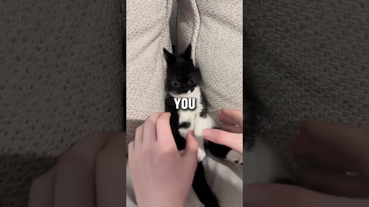 He wasn&rsquo;t actually stuck 😭 #animals #cat