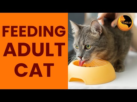 Feeding Adult Cat