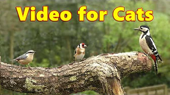 Videos for Cats ~ Cat TV Garden Birds Delight ⭐ 8 HOURS ⭐