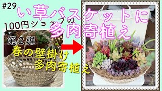 【多肉】#29 春の壁掛け寄植え第二弾！100円ショップの「い草バスケット」に多肉植物寄植えしてみました(^^)