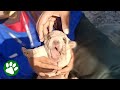 CPR Saves Puppy&#39;s Life