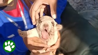 CPR Saves Puppy's Life