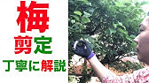 No 012 ウメの剪定 春夏 Youtube