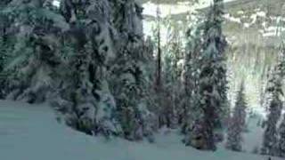 Vail Trees