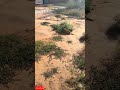 #viralvideo #catshorts #catandmouse #animals #shortsvideo #famousshorts #shortsviral #status #video