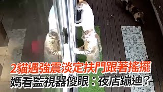 【花蓮7.2強震】2貓遇強震淡定扶門搖擺　媽傻眼夜店蹦迪寵物動物地震精選影片