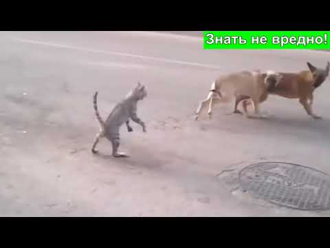 Дикие кошки Война кошек против собак Кошки нападают на собак