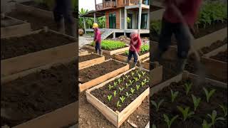 A dream house with vegetables garden #shortvideo 🏡🏡🏡
