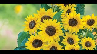 Identification of Genetic Determinants Controlling Seed Yield