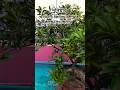 নবীজির প্রিয় তিনটি জিনিস #shorts #nobiji #viral #quran #hadis #mizanurrahmanazhari