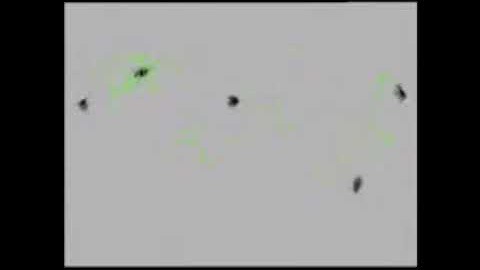 A Millifluidic System for Analysis of Daphnia magna Locomotory Responses to Water-born Toxicants