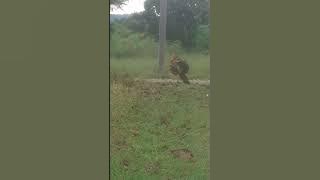 Ayam kampung tarung bebas.