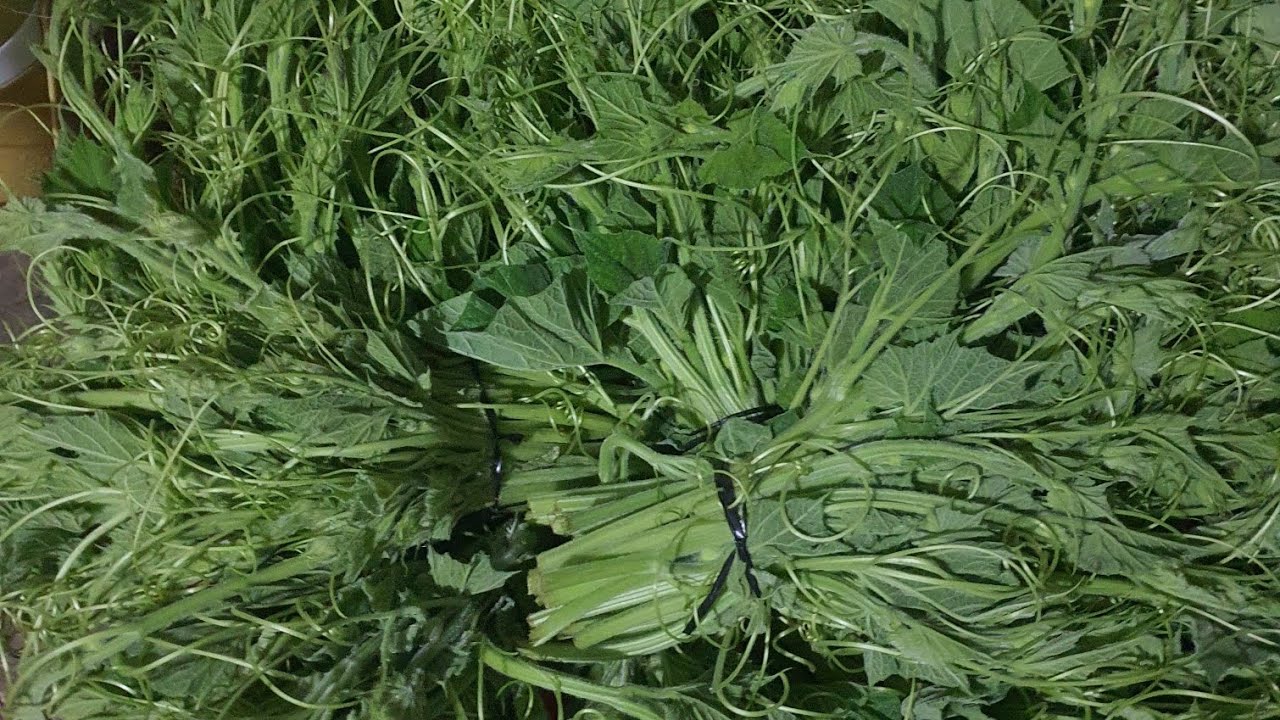  ĐI CẮT ĐỌT BẦU ĐƯỢC 56 NGÀY 