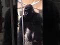 Quit monkeying around and crack open that pre-order link now! 🦍🍌😎