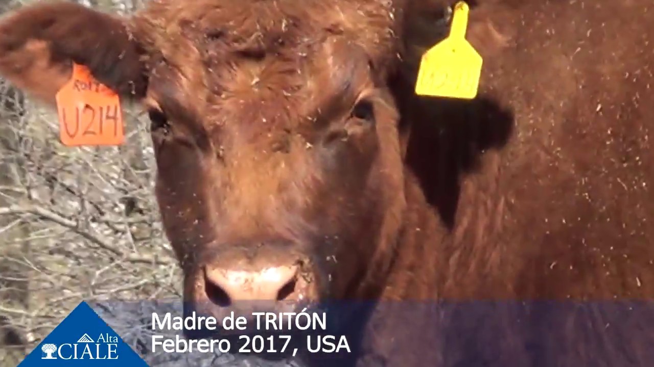 CIALE Alta- Madre de TRITÓN- Angus Colorado camera iphone 8 plus apk